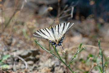 Papilionidae / Erik Kırlangıçkuyruğu / / Iphiclides podalirius