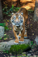 Stunning Bengal tiger portrait, captured in a reserve in India