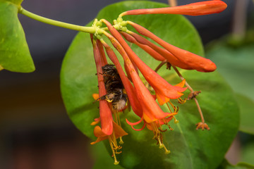 Bumblebee collects nectar from flowers Honeysuckle Brown