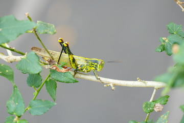 Photo picture of charming insects in natural tropical nature against the background of leaves,...