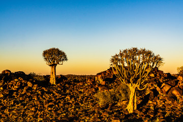 Beautiful Quivertree Forest in early morning sunlight in Southern Namibia desert