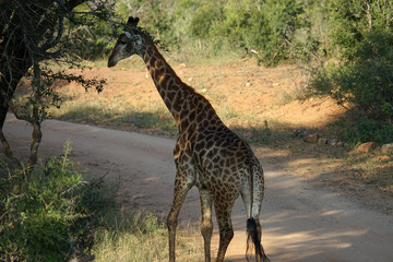 African Giraffe Kruger National Park alone in the wilderness