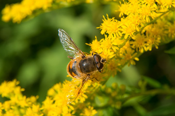 A big fly collects nectar from flowers on a large flowering yellow bush