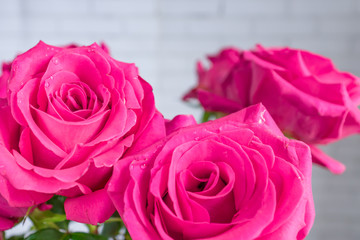 close up of beautiful bouquet of pink roses.