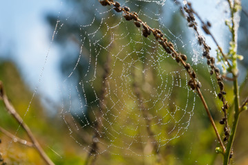 Spiderweb on a branch of a plant in the drops of dew on an autumn morning