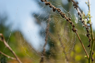 Spiderweb on a branch of a plant in the drops of dew on an autumn morning