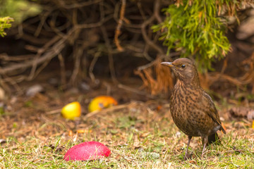 common blackbird (Turdus merula) eats an apple