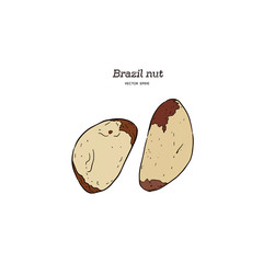 Brazil nut. Hand drawn vector illustration.