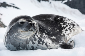 Weddell seal in Antarctica