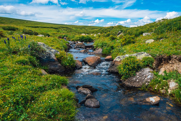 Naklejka na ściany i meble Spring water stream in green valley in sunny day. Rich highland flora. Amazing mountainous vegetation near mountain creek. Wonderful paradise scenic landscape. Paradisiacal sunny picturesque scenery.