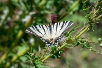 Papilionidae / Erik Kırlangıçkuyruğu / / Iphiclides podalirius