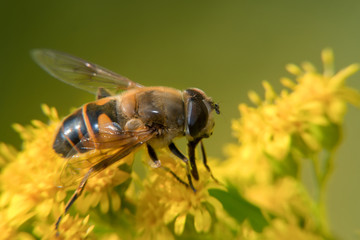 A big fly collects nectar from flowers on a large flowering yellow bush