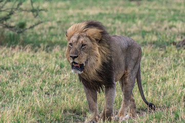 The Savuti Marsh Pride lions roam in the Chobe National Park Botswana.