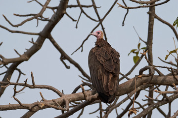 Hooded vulture (Necrosyrtes monachus)