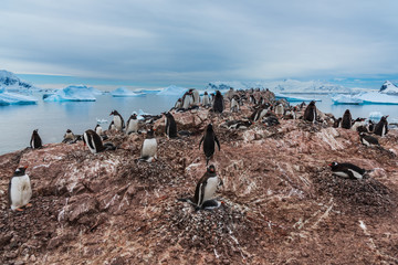 Gentoo penguins in Antarctica © VADIM BALAKIN