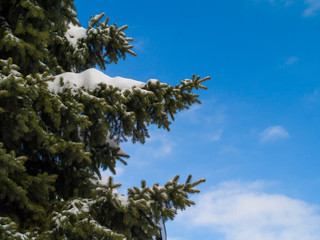 Snow-covered fir-tree against the background of the blue sky with clouds.