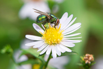 A big green fly collects nectar from chamomile flowers