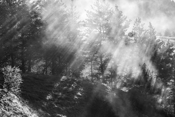 Fototapeta na wymiar Sunbeams in the morning foggy forest. Rays breaking through the fog.