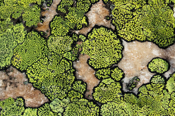lichen and moss texture. Nature colors background - obrazy, fototapety, plakaty
