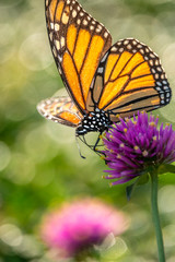 monarch butterfly, Danaus plexippus