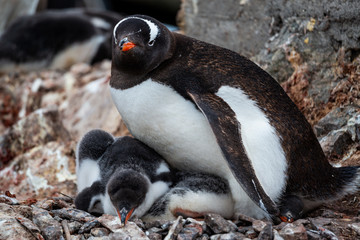 Fototapeta premium Gentoo penguins in Antarctica