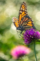 monarch butterfly, Danaus plexippus