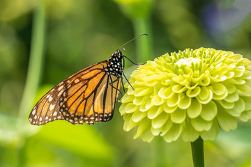 monarch butterfly, Danaus plexippus