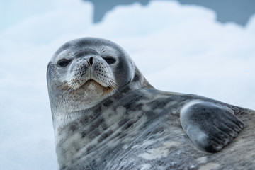 Weddell seal in Antarctica © VADIM BALAKIN