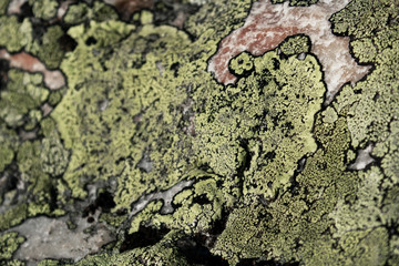 Green lichen and moss on grunge texture