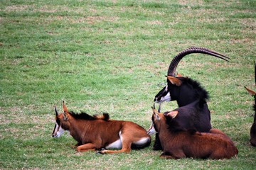 Sable antelope © Jessica