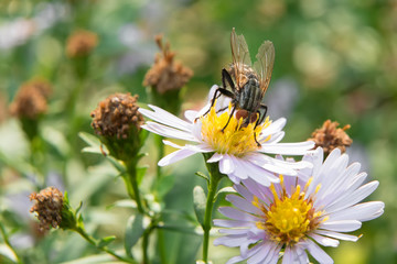 A big fly collects nectar from chamomile flowers