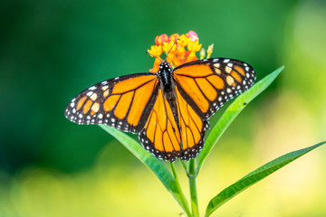 monarch butterfly, Danaus plexippus