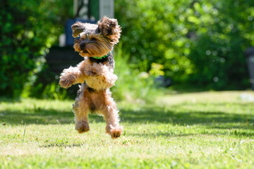 Puppy Yorkshire Terrier playing in the summer in the garden