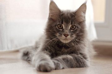 Maine Coon young gray cat lying on wooden floor. Portrait of a kitten with natural lighting blurred background. Adorable lovely pet in family concept.