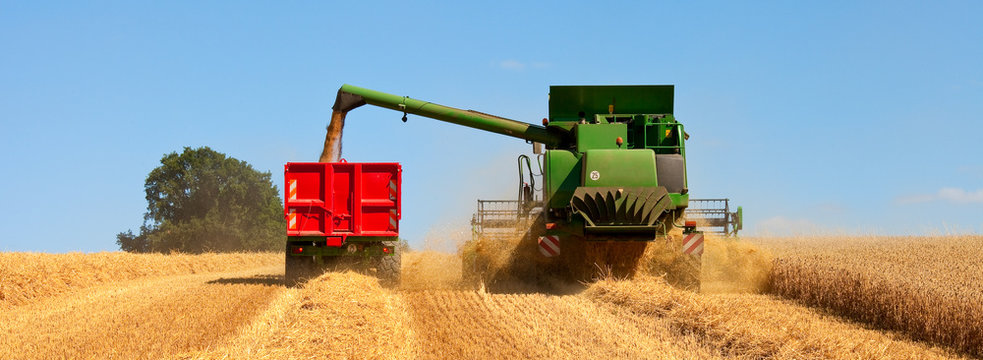 Moisson dans un champ de bl&eacute; en &eacute;t&eacute;