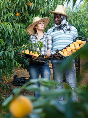 Couple holding boxes with peaches