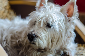 White Terrier  Westie  Dog  Pupile  Sweet  White  White Dog © Radosaw