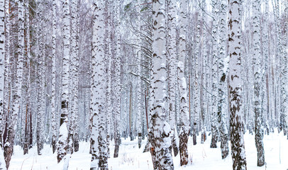 Fototapeta premium Beautiful winter birch forest