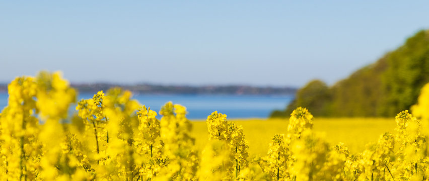 Close up of canola plants in southern Sweden with the ocean "&Ouml;resund" in the backgroung. 
