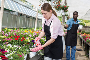 Fototapeta na wymiar Florist girl working in greenhouse