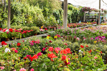Fototapeta na wymiar Bloomy flowers in greenhouse