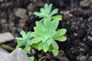 Sedum or Stonecrop perennial leaf succulent with water-storing leaves plants wet from fresh rain growing in local garden surrounded with wet soil and stones on rainy autumn day