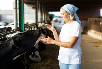 Positive mature woman farmer taking care cows at the cow farm