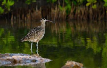 Whimbrel Foraging on the Pond