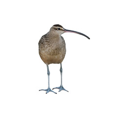 Whimbrel on White Background, Isolated