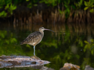 Whimbrel Foraging on the Pond