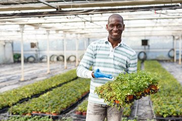 Confident farmer with parsley seedlings
