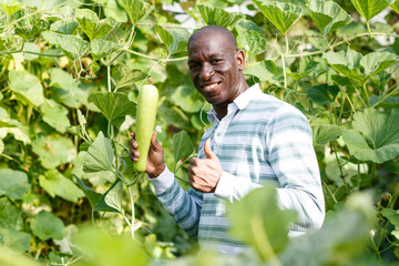 Skilled farmer checking harvest of zucchini