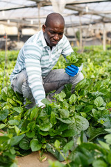 Farmer controlling process of growing of Malabar spinach