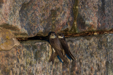 Swallows, hirundinidae sitting by their nest in a stone wall during sunset. 